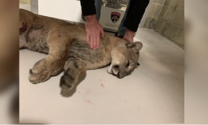 injured florida panther