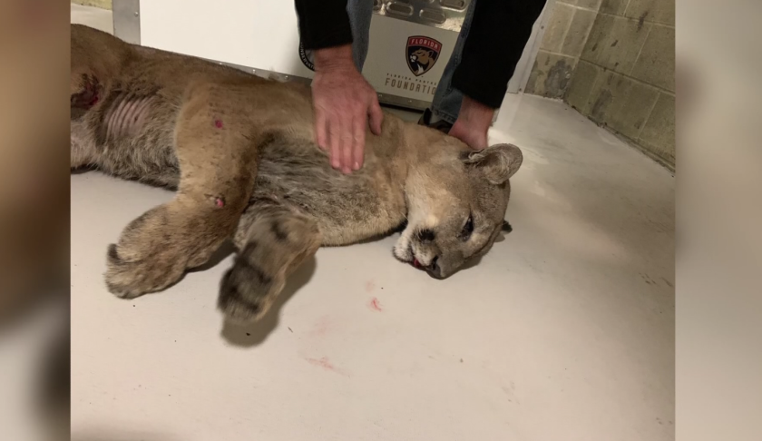 injured florida panther