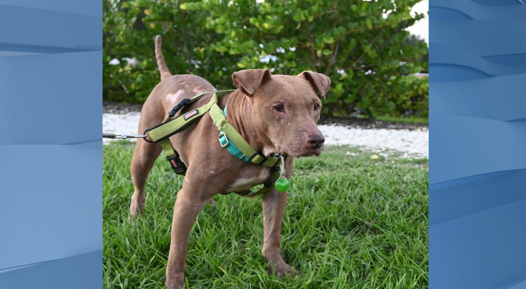 Cape Coral Animal Shelter says formerly neglected dog ready for forever home