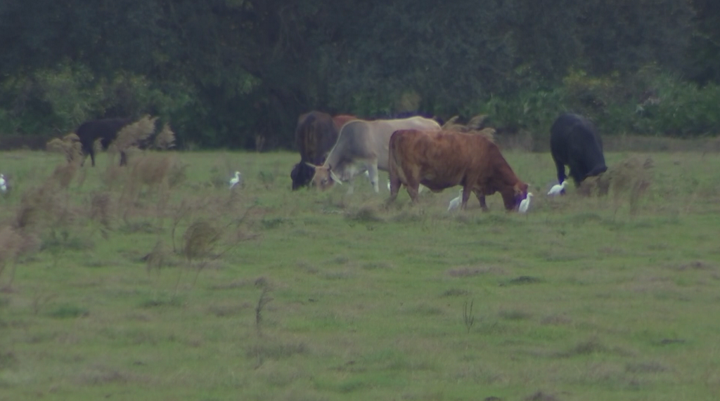 Bull found slaughtered in Lee County pasture