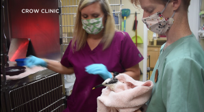 crow clinic saves birds