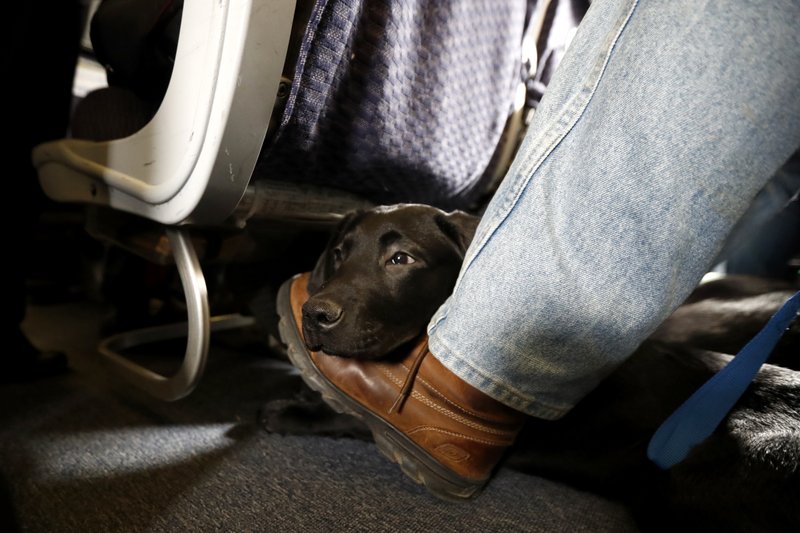 American Airlines is grounding emotional-support animals