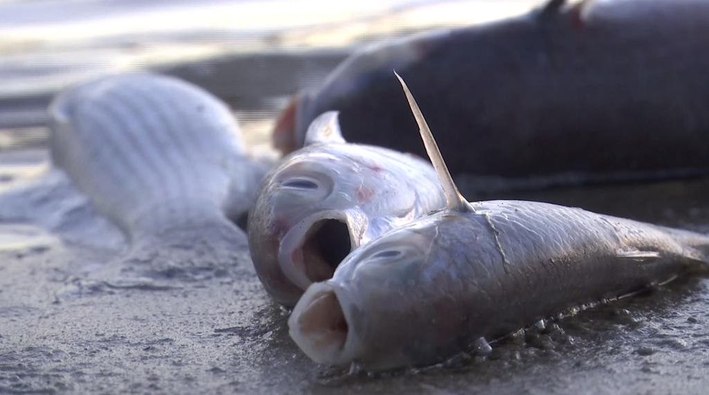 Effects of red tide noticed on Marco Island, high concentrations present in Collier County