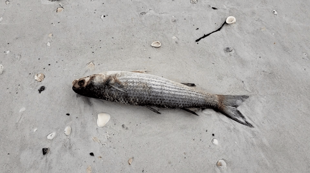 Fish kills found along Fort Myers Beach, red tide concentrations linger off coast