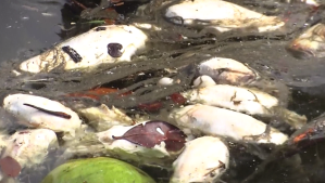 red tide marco island