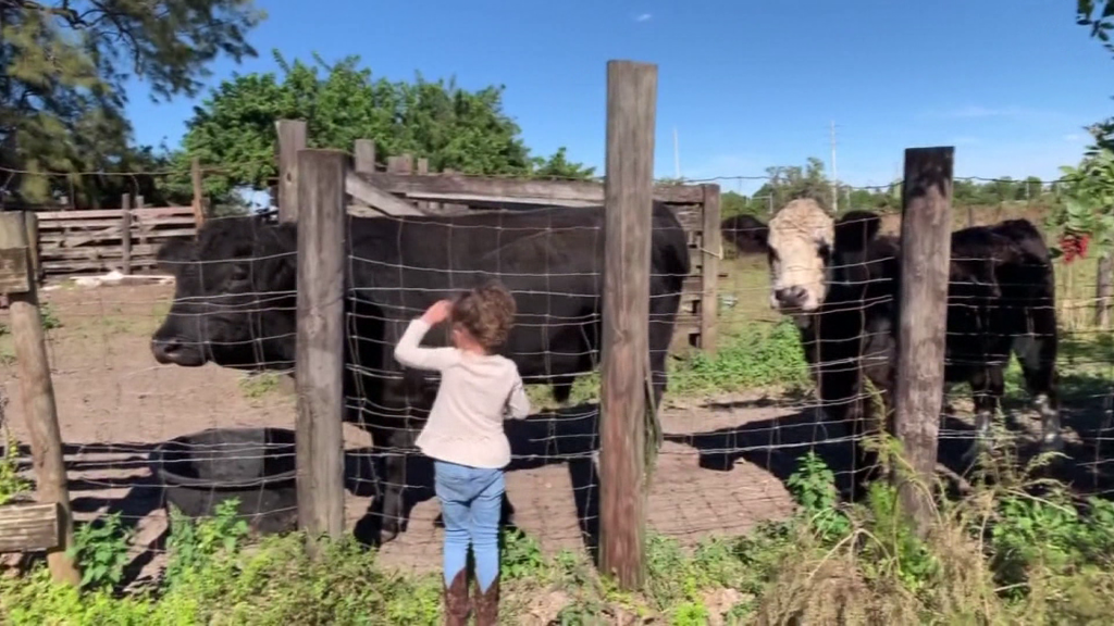 Slaughtered bull was SWFL family’s beloved pet