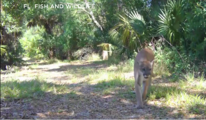 Florida panther