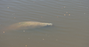 Manatee