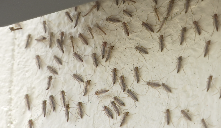 Midge flies have returned but experts say they never left - WINK News