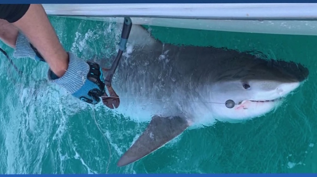 Fishermen catch 10-foot tiger shark 9 miles off Vanderbilt Beach - WINK News