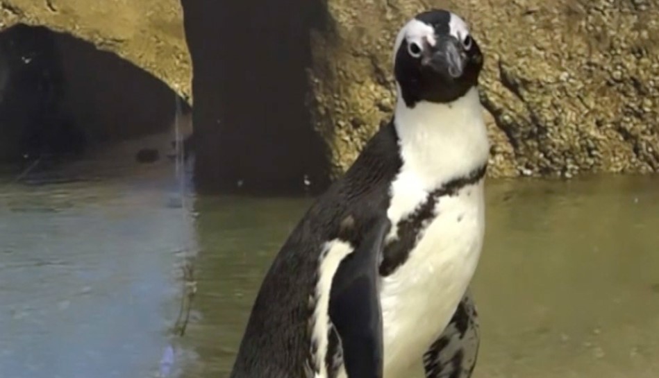 Officials 7 Penguins Die At Florida Aquarium Wink News