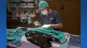injured eagle