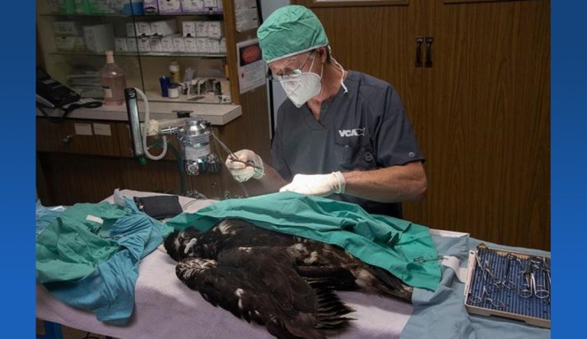 injured eagle
