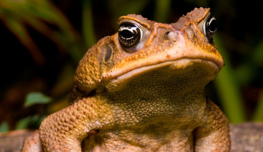 Cane toad traps could help you protect your pets from poisonous
