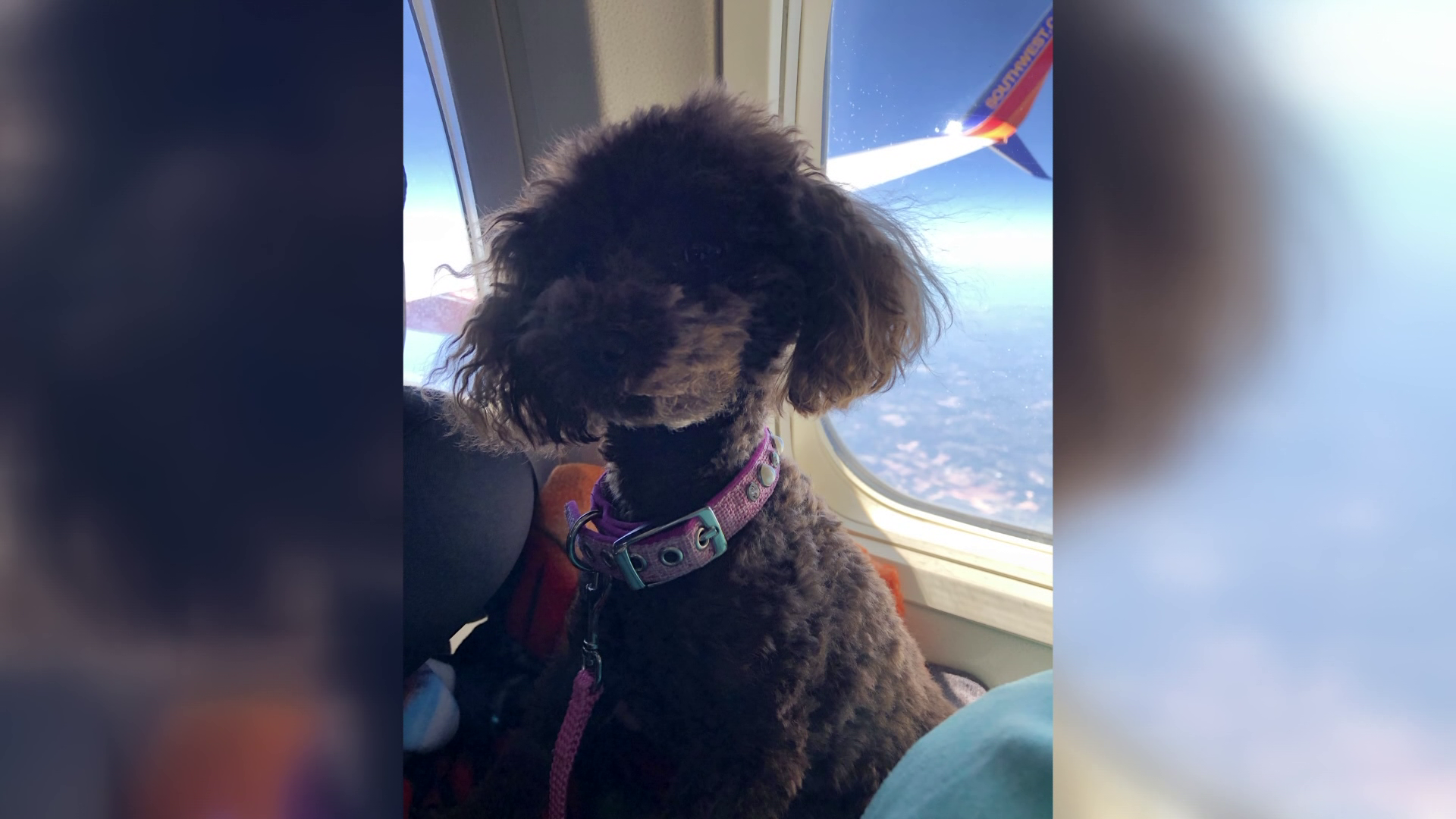 Mop Dog Named Hanga Goes Viral For Her Swimming Video And She's Lucky Her  Owner Is A Pet Groomer