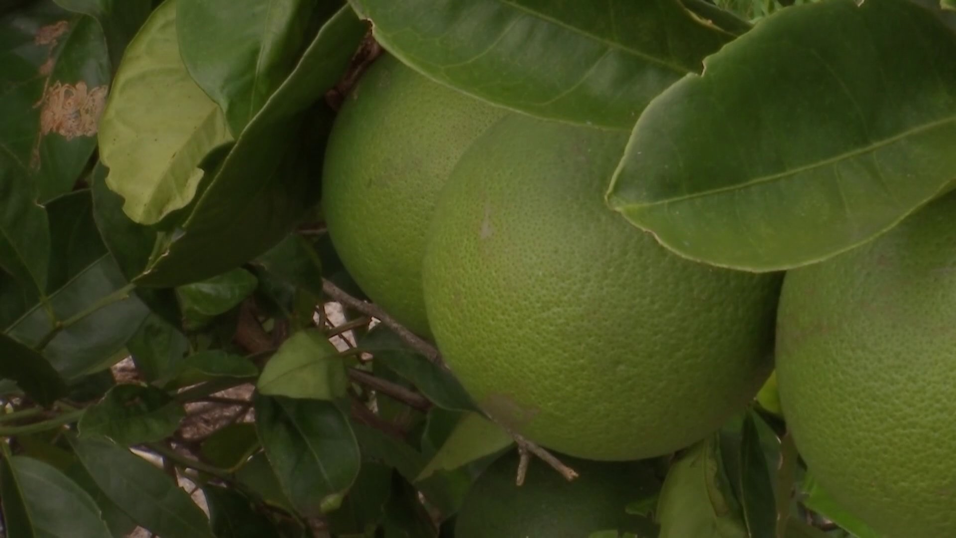 UF Researchers Receive Federal Funding To Fight Citrus Greening - WINK News