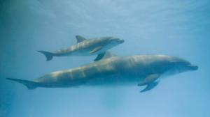 Dolphins swimming