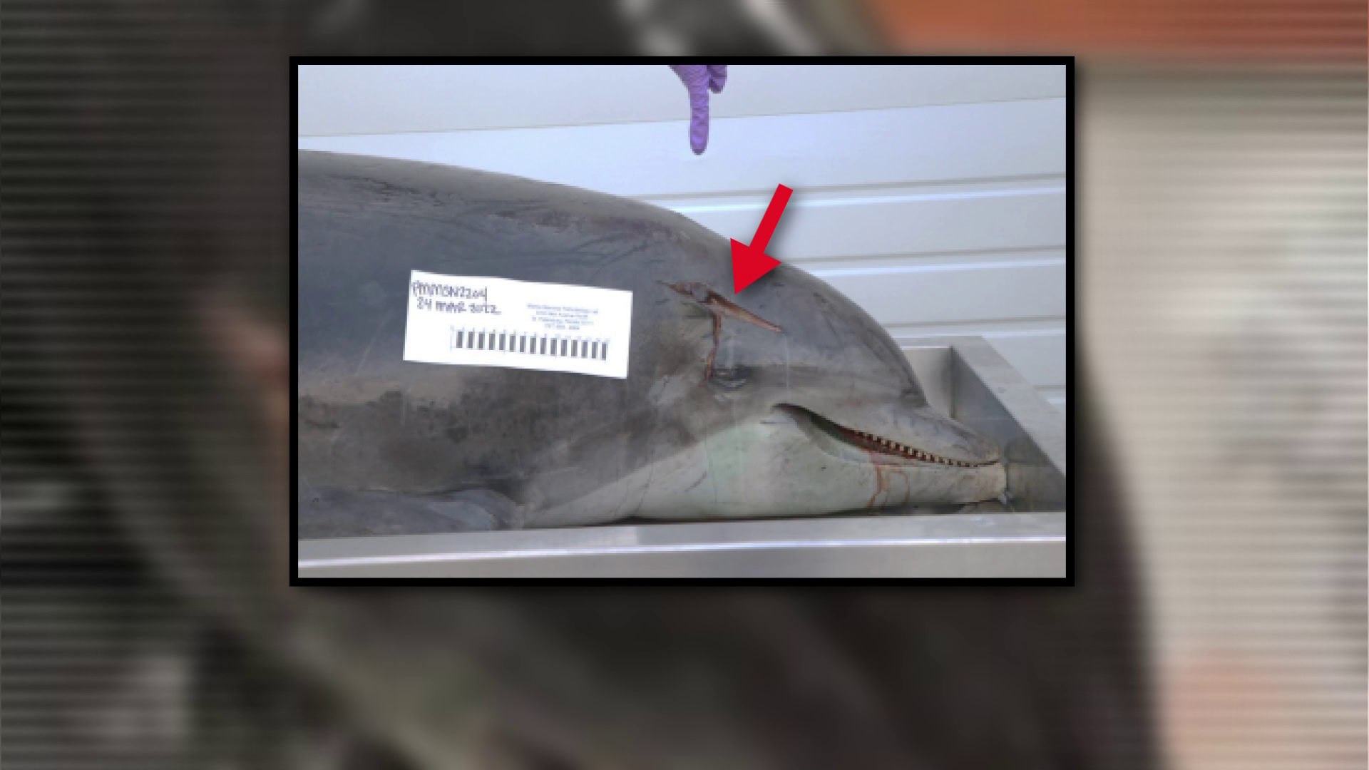 Report: 16 dolphin deaths linked to red tide off Florida - WINK News