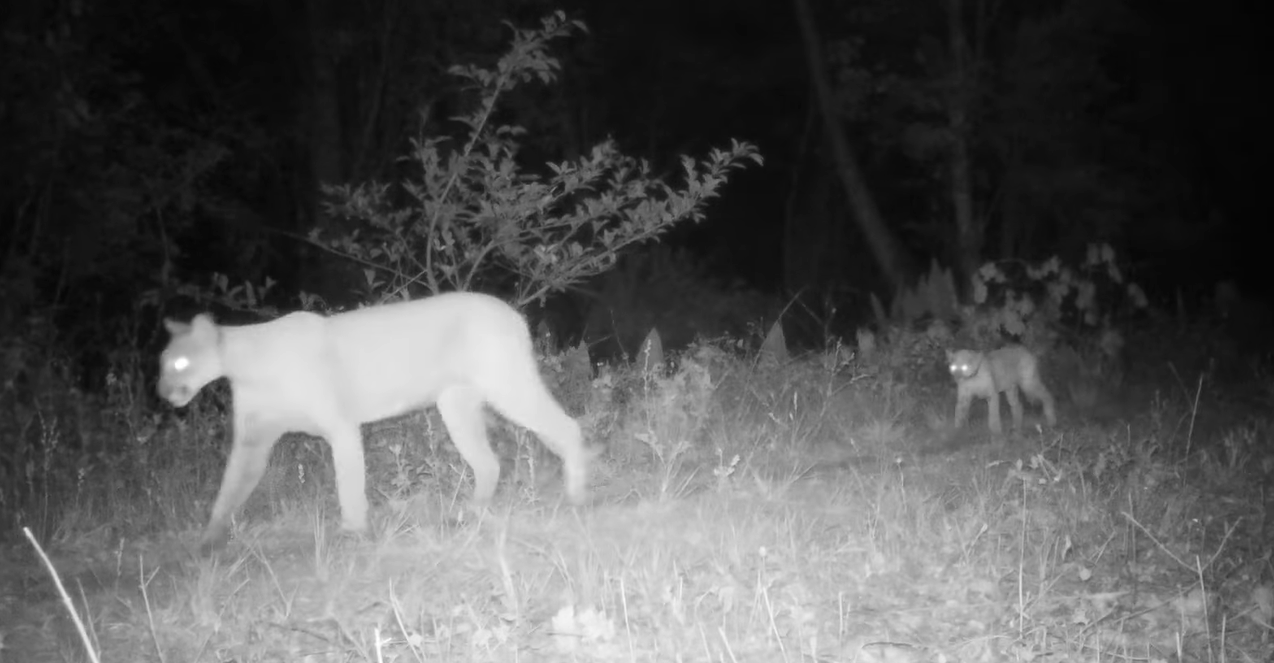 2 Endangered Florida Panthers Struck By Vehicles On April 1