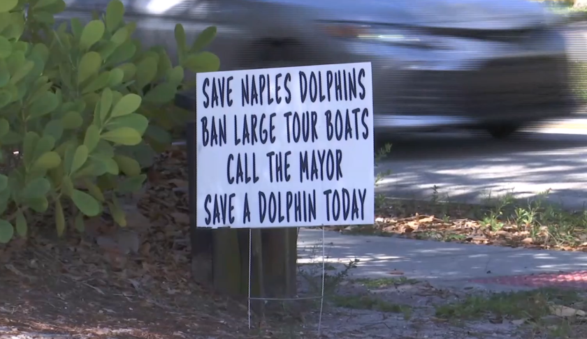 Save the dolphins