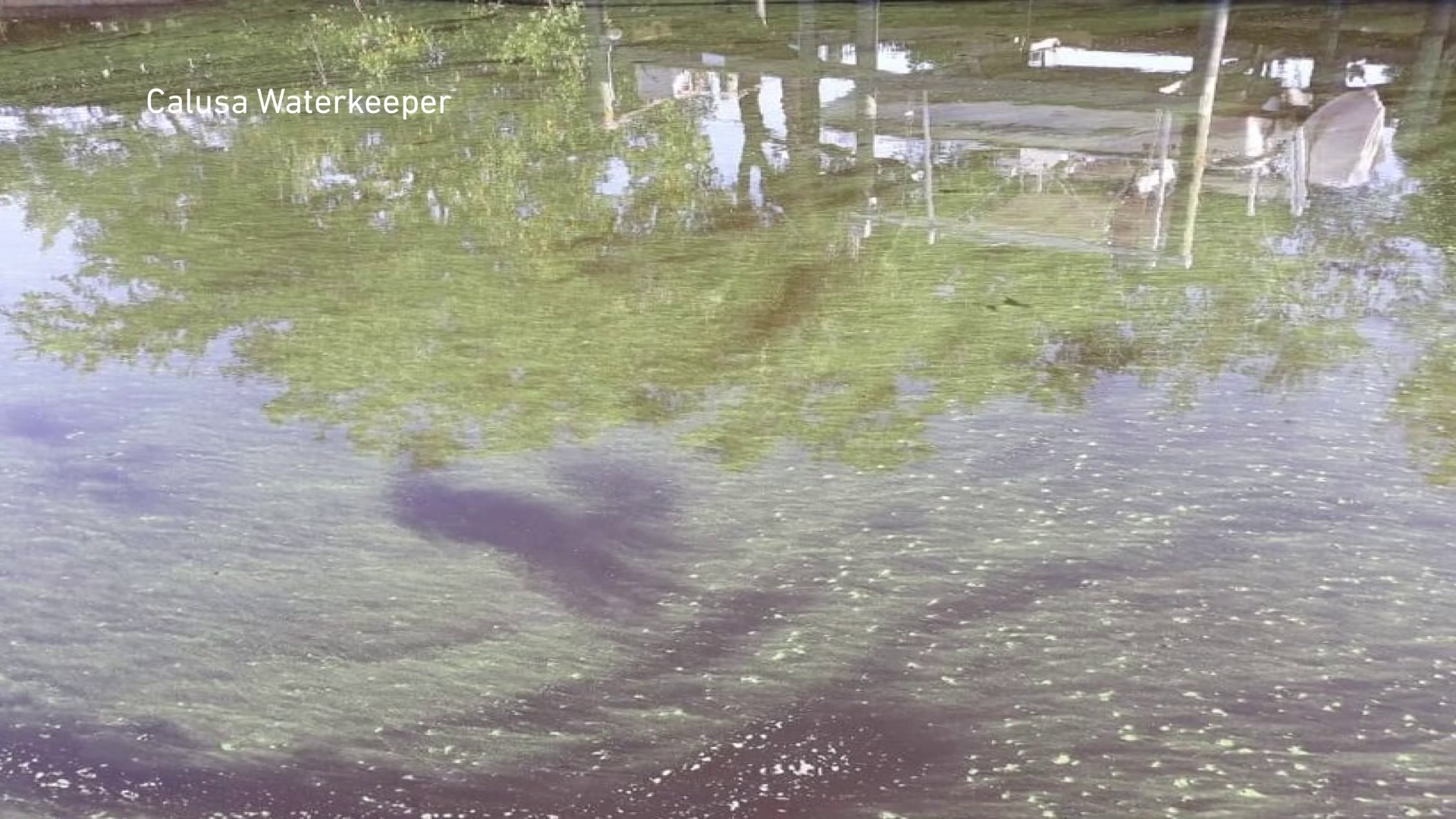 Algal bloom in Alva canal prompts health advisory