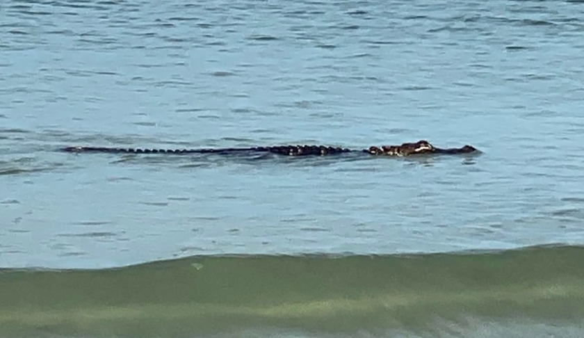 gulf gator