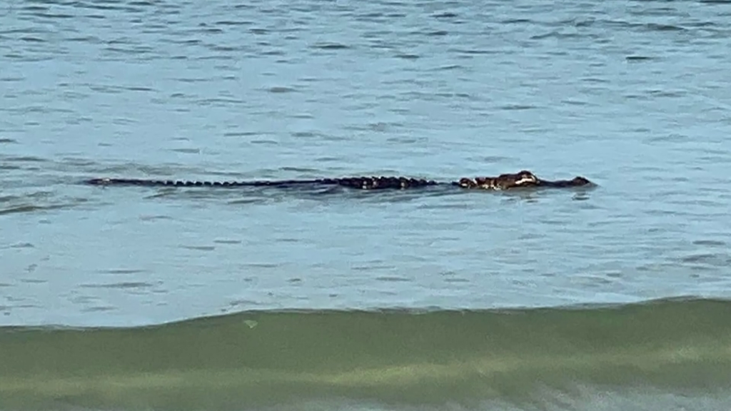 gulf alligator