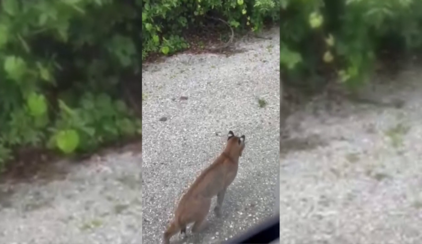 Bobcat