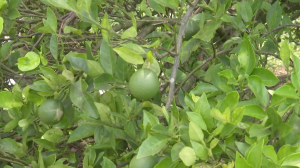 citrus greening