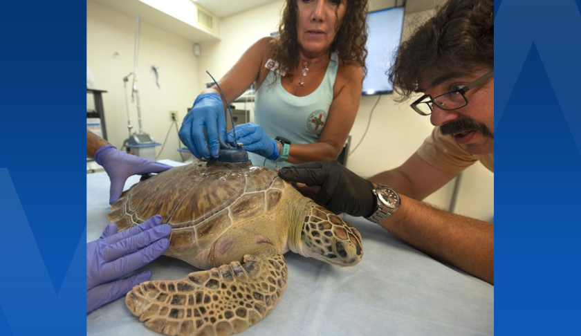 A juvenile green sea turtle that underwent multiple surgeries was released off the Florida Keys, to be tracked during the Tour de Turtles.