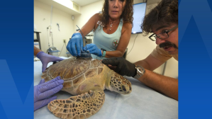 A juvenile green sea turtle that underwent multiple surgeries was released off the Florida Keys, to be tracked during the Tour de Turtles.