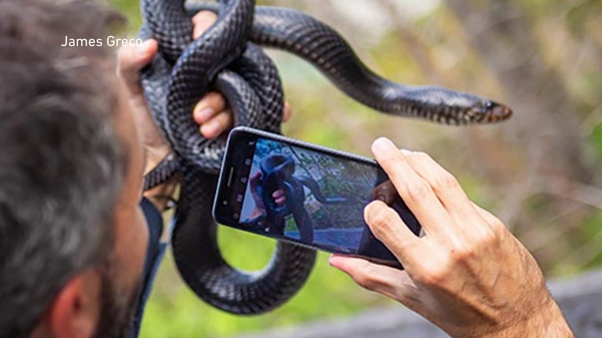 Where are the venomous snakes? An app created by a Clemson scientist can  tell you