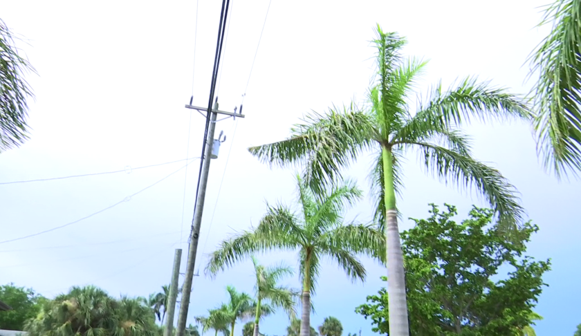 palm trees