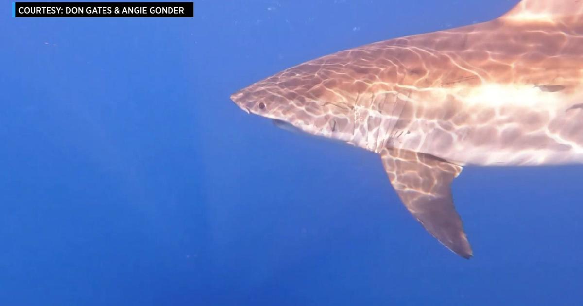 Fishermen capture video of great white shark prowling Florida Keys ...