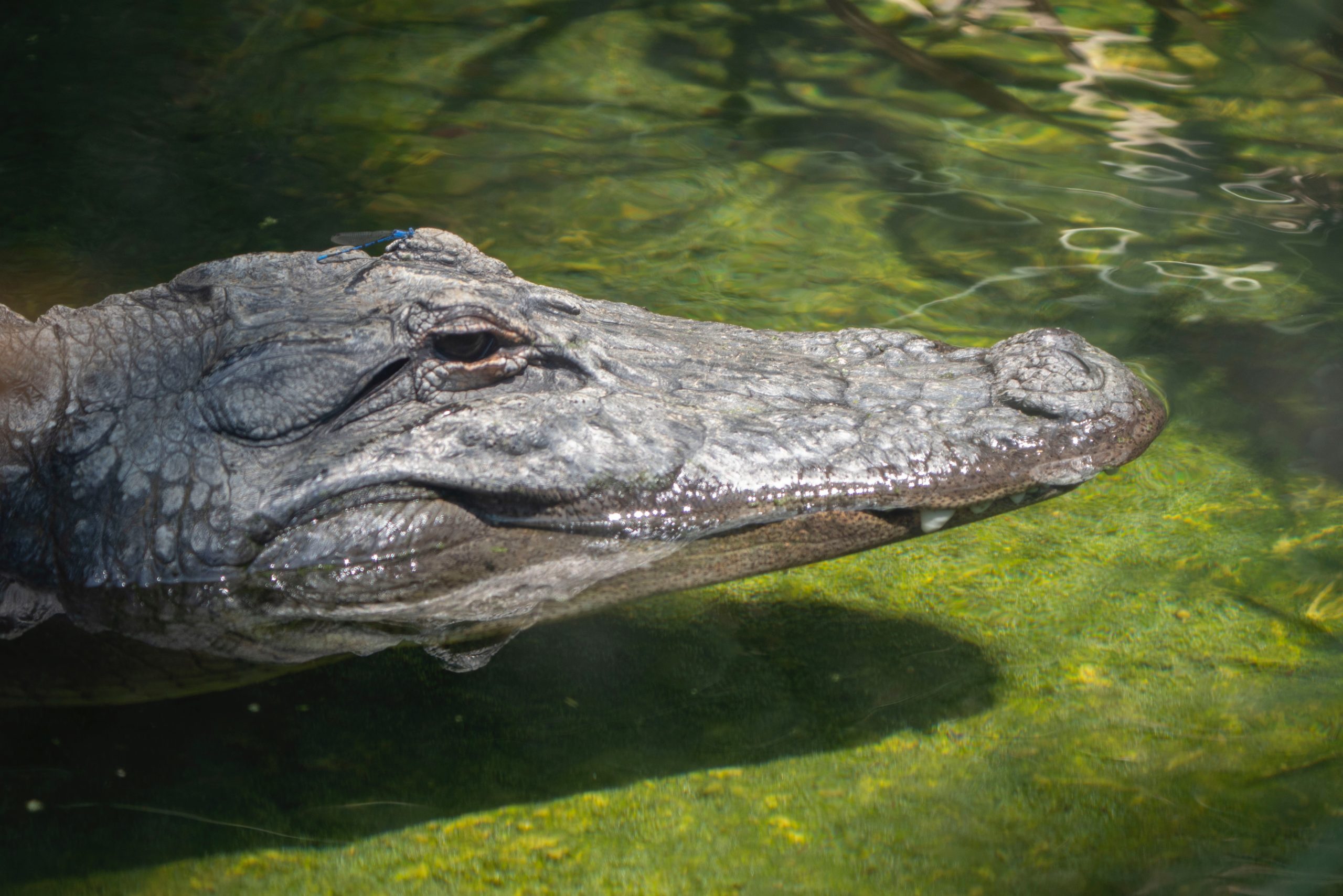 10-foot-long alligator relocated after sunbathing on Boca Grande beach