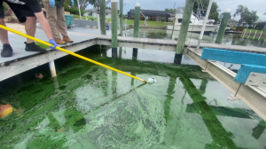 blue green algae