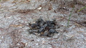 sea turtle nesting