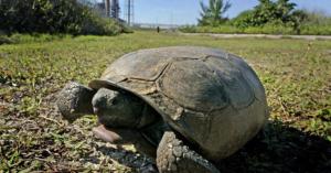 gopher tortoises