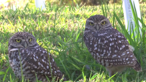 Burrowing owls