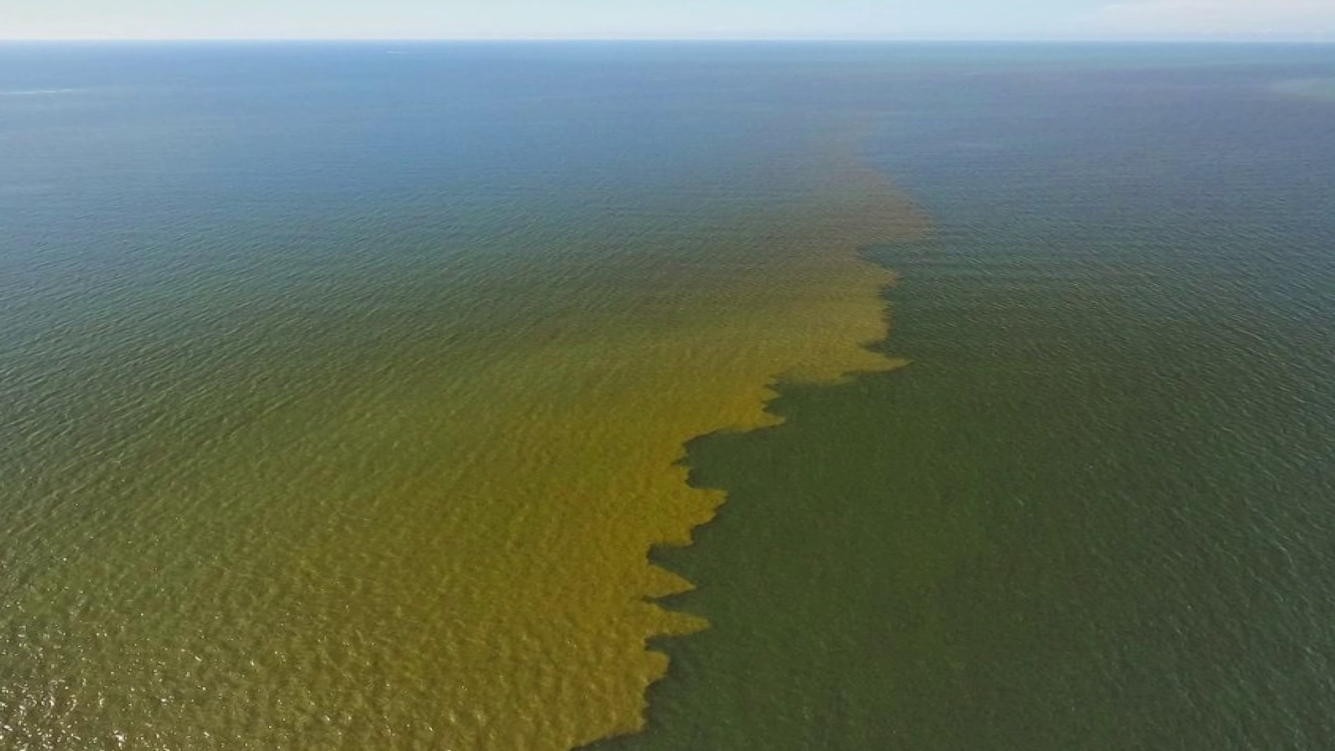 Red tide alert issued for coastal areas in Collier County