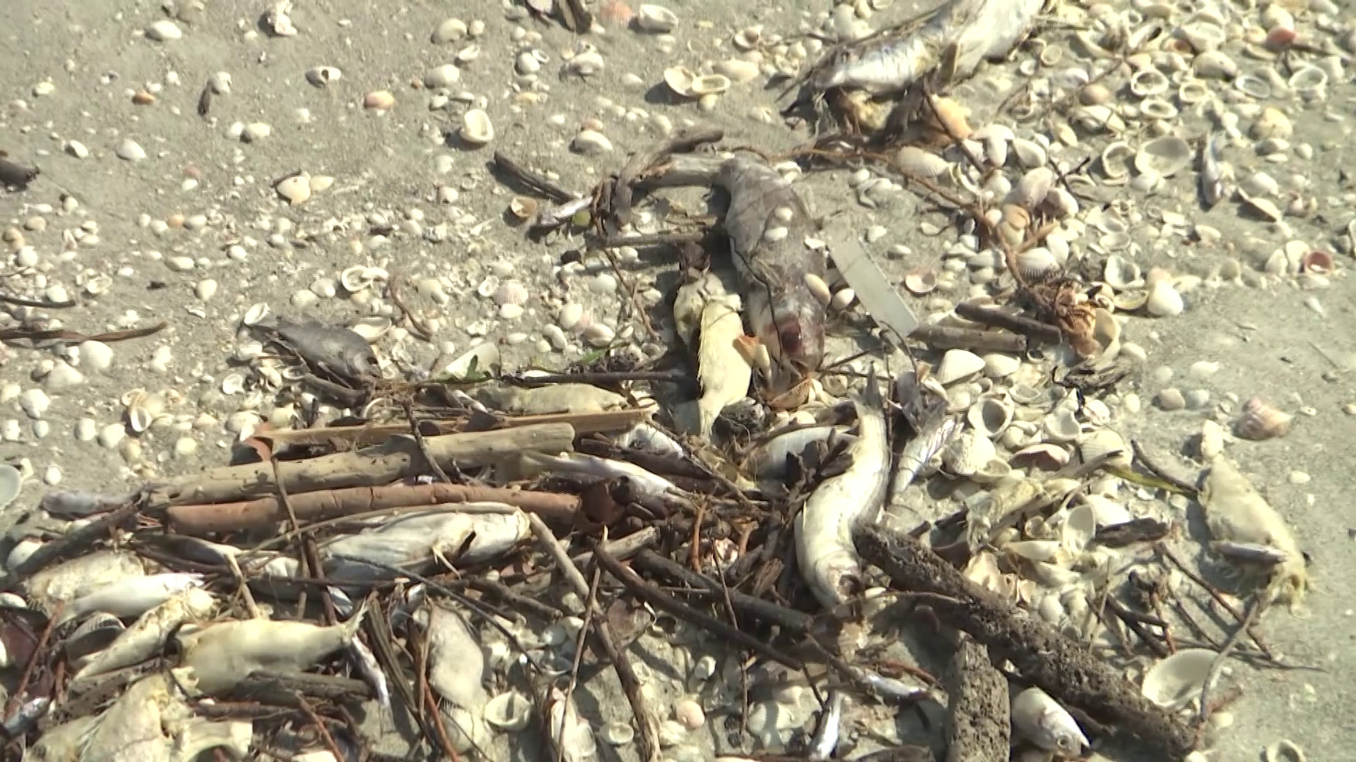 Report: 16 dolphin deaths linked to red tide off Florida - WINK News