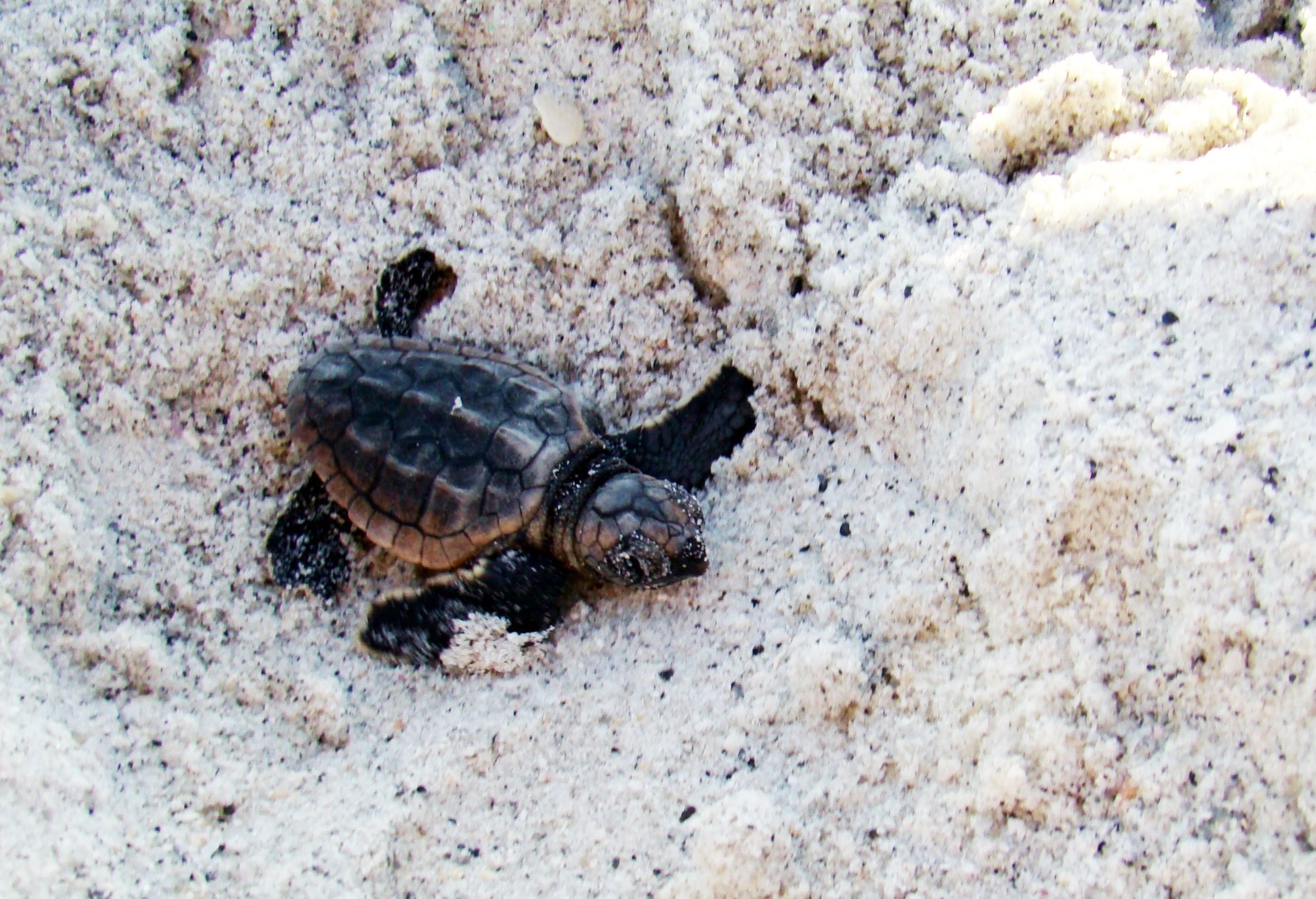 Collier County's plan to save sea turtles during nesting season