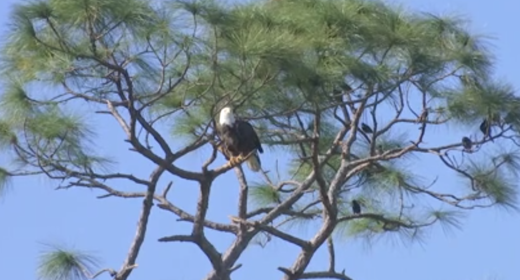 Bald Eagle Viewing With Southwest Florida's Eagle Cam