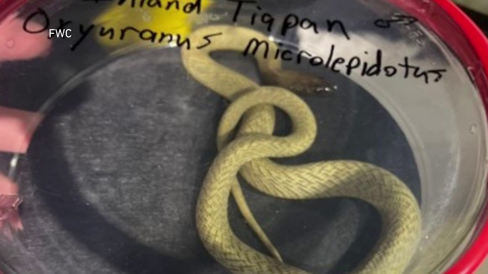 Operation Viper - FWC probe leads to charges for venomous snake  traffickers; Cape Coral man cited