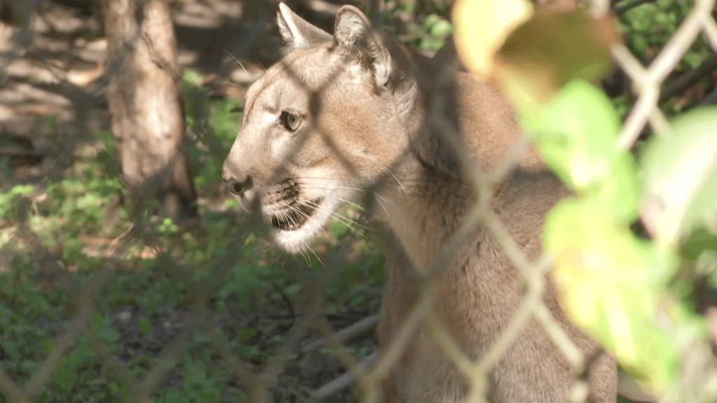 Florida panther