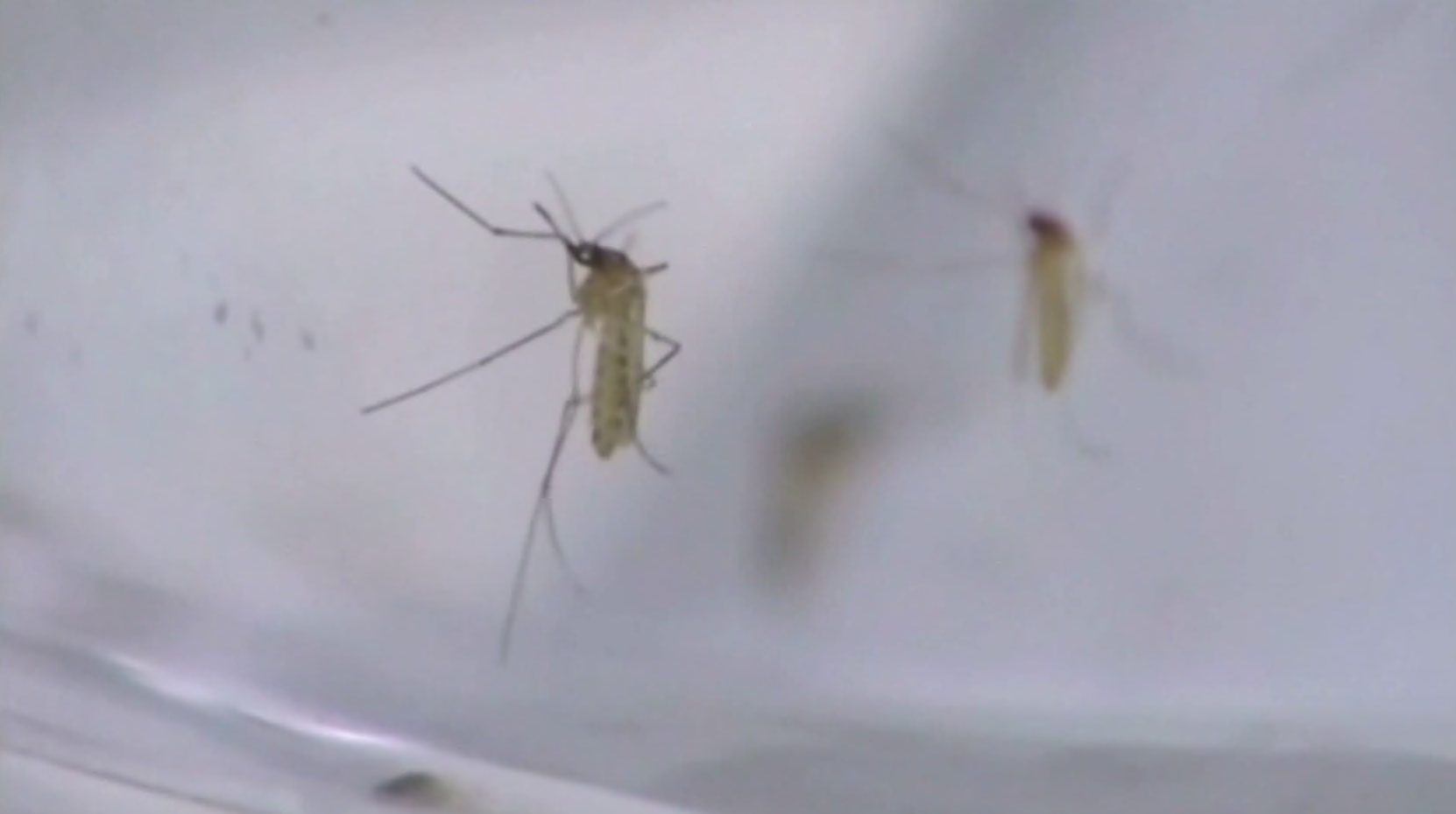 Researchers study mosquito species newly arriving in SWFL - WINK News