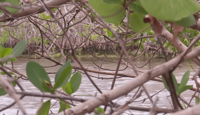 Mangroves