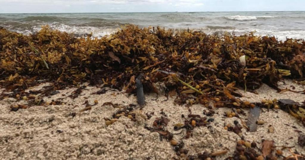 Massive clumps of seaweed blob wash up on Florida beaches