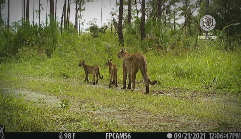 Florida panther