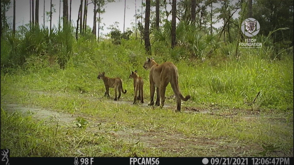 What is the silver lining of endangered Florida panther killed by a car?